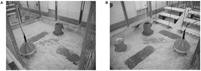 Effects of Elevated Grids on Growing Male Chickens Differing in Growth Performance